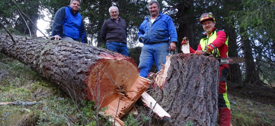 Die Lärche für das neue Kreuz am „Axamer Kögele“ wurde gefällt.
